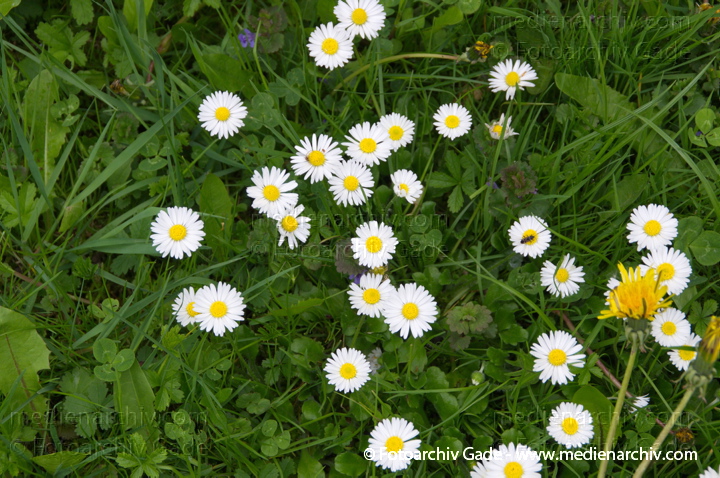 Linum. Gänseblümchen. Bellis perennis
11.  5. 2013. Brandenburg. Linum. Flora. Pflanzen. Gänseblümchen (Bellis perennis)
Schlüsselwörter: 2013;Bellis perennis;Brandenburg;Flora;Gänseblümchen;Linum;Natur;Pflanzen;plants