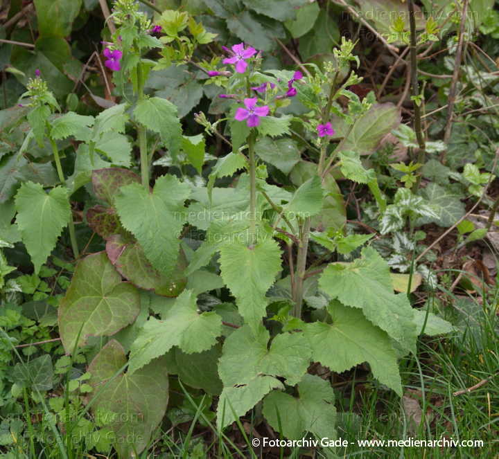Garten-Silberblatt. Lunaria annua mit Blüten
5. 4. 2014. Berlin. Flora. Pflanzen. Garten-Silberblatt. Lunaria annua mit Blüten
Schlüsselwörter: 2014;Berlin;Blüte;Flora;Garten-Silberblatt;Germany;Lunaria annua;Pflanzen