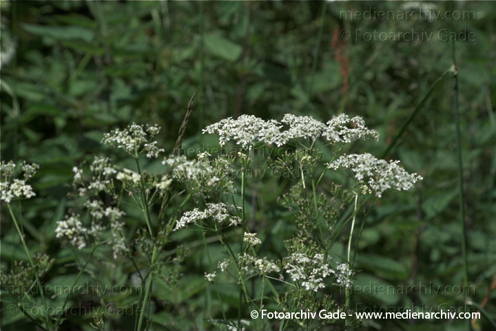 Geissfuss Geißfuß.. Aegopodium podagraris
10.  6. 2009. Mecklenburg-Vorpommern. Carwitz. Flora Pflanzen. Geissfuss Geißfuß. (Aegopodium podagraria)
Schlüsselwörter: 2009;Blüte;Carwitz;Flora;Geissfuss;Geißfuß;Mecklenburg-Vorpommern;Natur;Pflanzen;plants