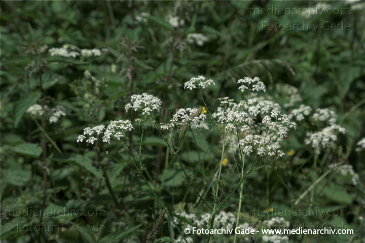 Geissfuss Geißfuß.. Aegopodium podagraris
10.  6. 2009. Mecklenburg-Vorpommern. Carwitz. Flora Pflanzen. Geissfuss Geißfuß. (Aegopodium podagraria)
Schlüsselwörter: 2009;Blüte;Carwitz;Flora;Geissfuss;Geißfuß;Mecklenburg-Vorpommern;Natur;Pflanzen;plants
