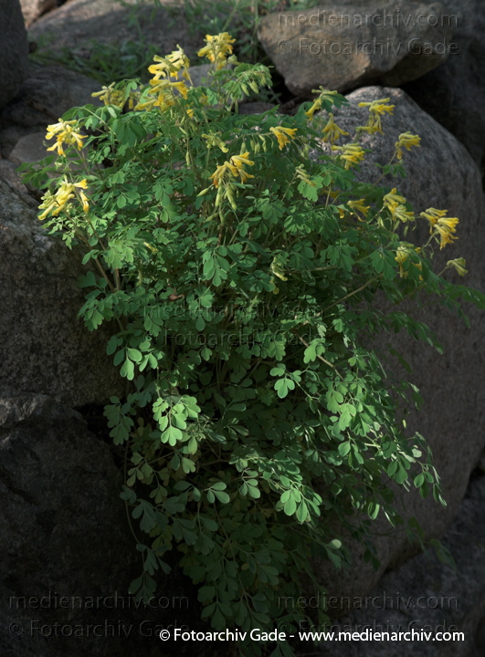 Gelbe Lerchensporn (Corydalis lutea)
2009.  Mecklenburg-Vorpommern. Carwitz. Flora. Pflanzen. Blüten. Gelbe Lerchensporn (Corydalis lutea)
Schlüsselwörter: 2009;Blüte;Carwitz;Corydalis lutea;Flora;Gelbe Lerchensporn;Mecklenburg-Vorpommern;Natur;Pflanzen;plants