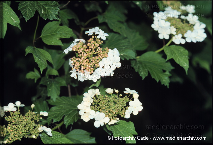 Gemeiner Schneeball. Viburnum opulus
Mai 1999.   Flora. Pflanzen. Strauch. Sträucher. Gemeiner Schneeball (Viburnum opulus).   Geissblattgewächse (Caprifoliaceae). Höhe: 1 bis 4 m. Blütezeit: Mai - Juni. Weisse Blüten.
Schlüsselwörter: 1999;Flora;Grosse Bibernelle;Pflanzen;plants