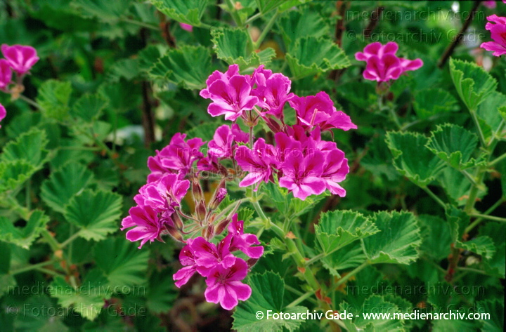Blüten. Geranien Pelargonien. Pelargonia. Pelargonium cucullatum
März 1997.  Flora Pflanzen. Blüten. Geranien Pelargonien (Pelargonia) Pelargonium cucullatum
Schlüsselwörter: 1997;Flora;Geranien;Natur;Pelargonia;Pelargonien;Pelargonium cucullatum;Pflanzen;plants
