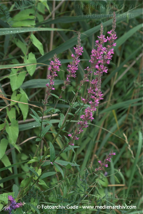 Gewöhnlicher Blutweiderich (Lythrum salicaria)
19.  7. 2009. Brandenburg. Linum. Flora. Pflanzen. Blüten. Gewöhnlicher Blutweiderich (Lythrum salicaria)
Schlüsselwörter: 2009;Blutweiderich;Blüte;Brandenburg;Flora;Gewöhnlicher Blutweiderich;Linum;Lythrum salicaria;Natur;Pflanzen;plants