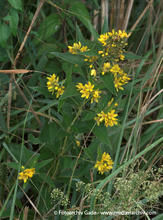 Gilbweiderich (Lysimachia)
19.  7. 2009. Brandenburg. Linum. Flora. Pflanzen. Blüten. Gilbweiderich (Lysimachia)
Schlüsselwörter: 2009;Blüte;Brandenburg;Flora;Gilbweiderich;Linum;Lysimachia;Natur;Pflanzen;plants
