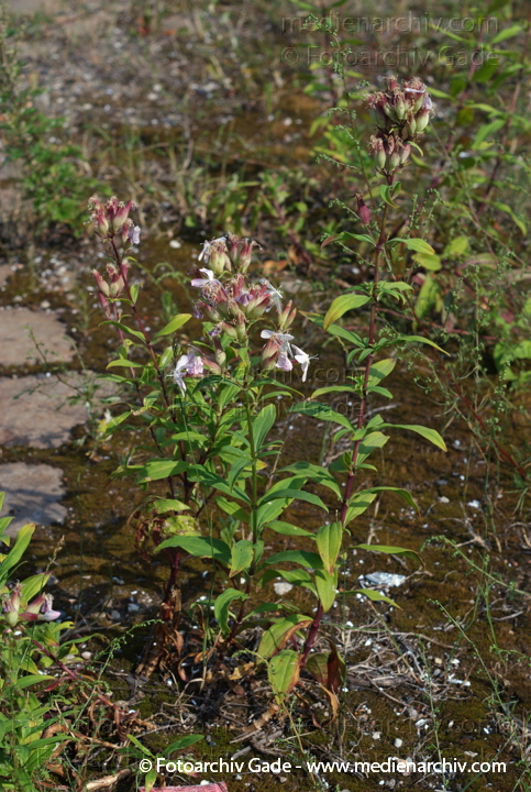 Gewöhnliches Seifenkraut (Saponaria officinalis)
21.  7. 2007. Berlin. Flora. Pflanzen. Gewöhnliches Seifenkraut (Saponaria officinalis)
Schlüsselwörter: Berlin;Flora;Gewöhnliche Seifenkraut;Natur;Pflanzen;plants;Saponaria officinalis;Seifenkraut