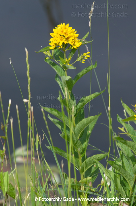Gilbweiderich (Lysimachia)
23.  6. 2012. Brandenburg. Ruppiner Land. Rhinluch. Linum. Flora. Pflanzen. Gilbweiderich (Lysimachia)
Schlüsselwörter: 2012;Brandenburg;Flora;Gilbweiderich;Linum;Lysimachia;Natur;Pflanzen;plants;Rhinluch;Ruppiner Land