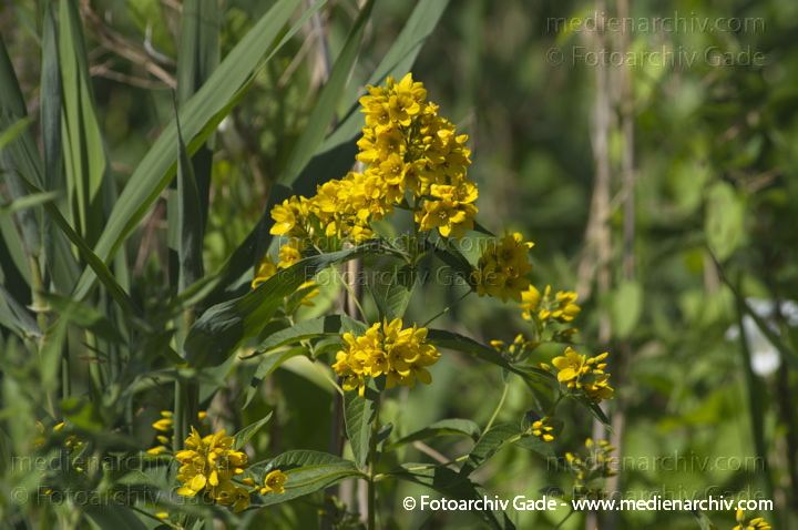 Gilbweiderich (Lysimachia)
6.  7. 2013. Brandenburg. Linum. Flora. Pflanzen. Gewöhnlicher Gilbweiderich (Lysimachia vulgaris)
Schlüsselwörter: 2013;Brandenburg;Flora;Gewöhnlicher Gilbweiderich;Gilbweiderich;Linum;Lysimachia;Lysimachia vulgaris;Pflanzen;plants