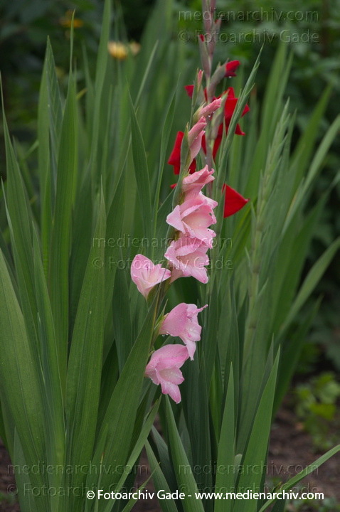 Gladiolen. Gladiolus
3.  7. 2011. Mecklenburg-Vorpommern. Carwitz. Flora. Pflanzen. Gladiolen. Gladiolus
Schlüsselwörter: 2011;Blüte;Carwitz;Flora;Gladiolen;Gladiolus;Mecklenburg-Vorpommern;Natur;Pflanzen;plants
