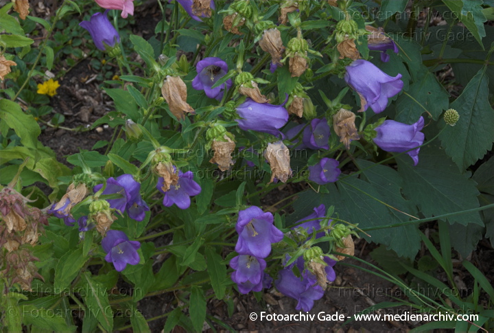 Glockenblumen (Campanula)
6.  2008. Niedersachsen. Hemmoor. Flora. Pflanzen. Glockenblumen (Campanula)
Schlüsselwörter: 2008;Campanula;Flora;Glockenblumen;Natur;Pflanzen;plants