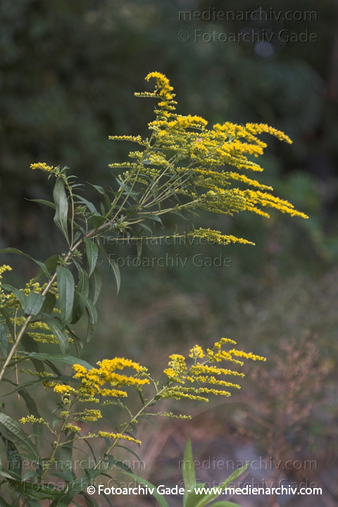 Goldrute. Solidago spec.
August 2005.  Berlin. Flora. Pflanzen. Goldrute (Solidago spec.).   Korbblütler (Asteraceae).
Schlüsselwörter: 2005;Berlin;Flora;Natur;Pflanzen;plants