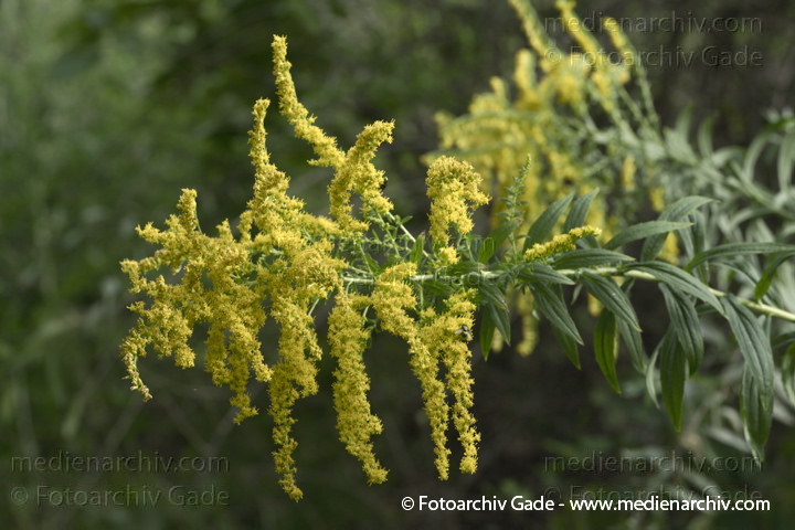 Goldrute (Solidago spec.).   Korbblütler (Asteraceae).
19.  9. 2010. Berlin. Flora. Pflanzen.  Goldrute (Solidago spec.).   Korbblütler (Asteraceae).
Schlüsselwörter: 2010;Asteraceae;Berlin;Flora;Goldrute;Korbblütler;Natur;Pflanzen;plants;Solidago spec.