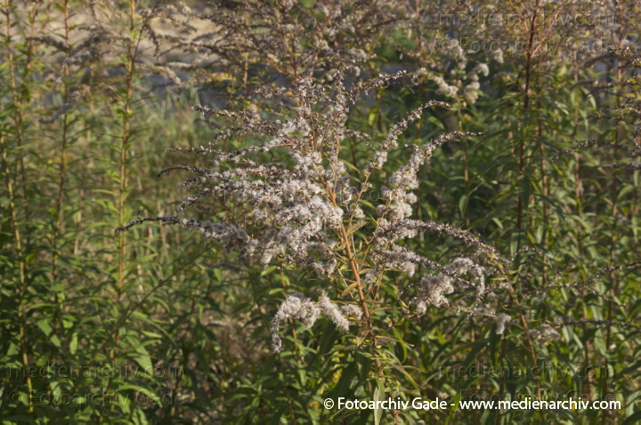Goldruten (Solidago)
23.  10. 2011. Berlin. Flora. Pflanzen. Goldruten (Solidago)
Schlüsselwörter: 2011;Berlin;Flora;Goldrute;Goldruten;Natur;Pflanzen;plants;Solidago