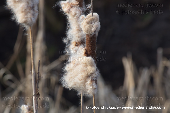 Pflanzen. Gras. Schilf. Phragmites australis. Röhricht
1.  3. 2014.  Brandenburg. Flora. Pflanzen. Gras. Schilf . Kolben  (Phragmites australis) Röhricht
Schlüsselwörter: 2014;Blüte;Brandenburg;Flora;Gras;Kolben;Pflanzen;plants;Rhinluch;Schilf