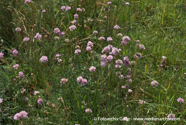 Grasnelken. Armeris
26.  6. 2007. Mecklenburg-Vorpommern. Carwitz. Flora. Pflanzen. Blüten. Grasnelke (Armeria spec.).   Bleiwurzgewächse (Plubaginaceae).
Schlüsselwörter: 2007;Armeria;Flora;Grasnelken;Mecklenburg-Vorpommern;Pflanzen;plants