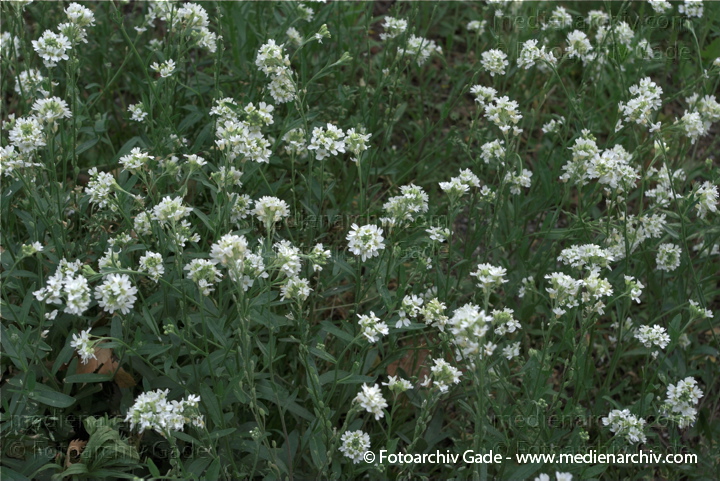 Pflanzen. Graukresse. Berteroa incans
2009.  Flora. Pflanzen. Graukresse (Berteroa incana)
Schlüsselwörter: 2009;Berlin;Berteroa incana;Flora;Graukresse;Natur;Pflanzen;plants;Wedding