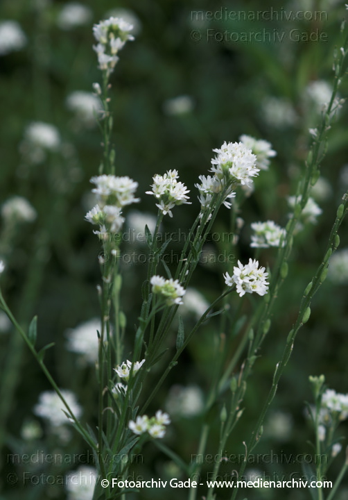 Pflanzen. Graukresse. Berteroa incans
2009.  Flora. Pflanzen. Graukresse (Berteroa incana)
Schlüsselwörter: 2009;Berlin;Berteroa incana;Flora;Graukresse;Natur;Pflanzen;plants;Wedding