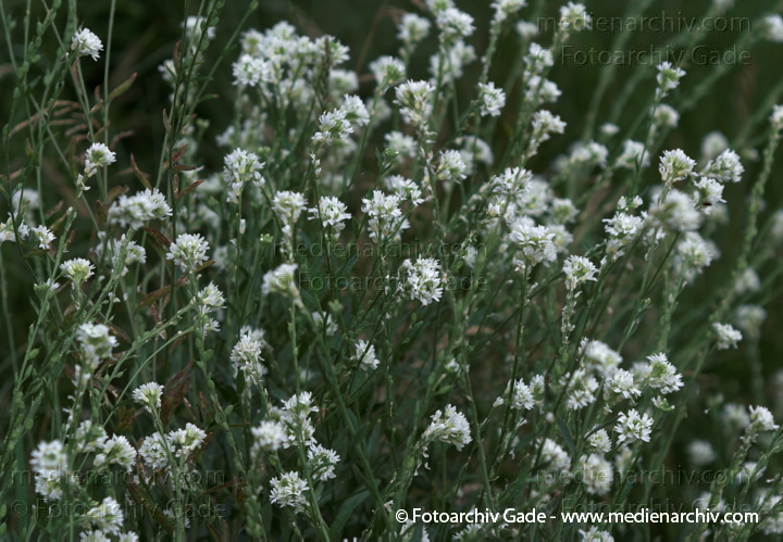 Pflanzen. Graukresse. Berteroa incans
2009.  Flora. Pflanzen. Graukresse (Berteroa incana)
Schlüsselwörter: 2009;Berlin;Berteroa incana;Flora;Graukresse;Natur;Pflanzen;plants;Wedding