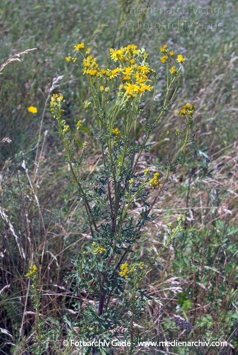 Greiskraut. Senecio spec.
26.  6. 2007. Mecklenburg-Vorpommern. Carwitz. Flora. Pflanzen. Blüten. Greiskraut (Senecio spec.).   Korbblütler (Asteraceae).
Schlüsselwörter: 2007;Blüte;Carwitz;Flora;Mecklenburg-Vorpommern;Natur;Pflanzen;plants