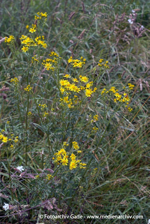 Greiskraut. Senecio spec.
26.  6. 2007. Mecklenburg-Vorpommern. Carwitz. Flora. Pflanzen. Blüten. Greiskraut (Senecio spec.).   Korbblütler (Asteraceae).
Schlüsselwörter: 2007;Blüte;Carwitz;Flora;Mecklenburg-Vorpommern;Natur;Pflanzen;plants