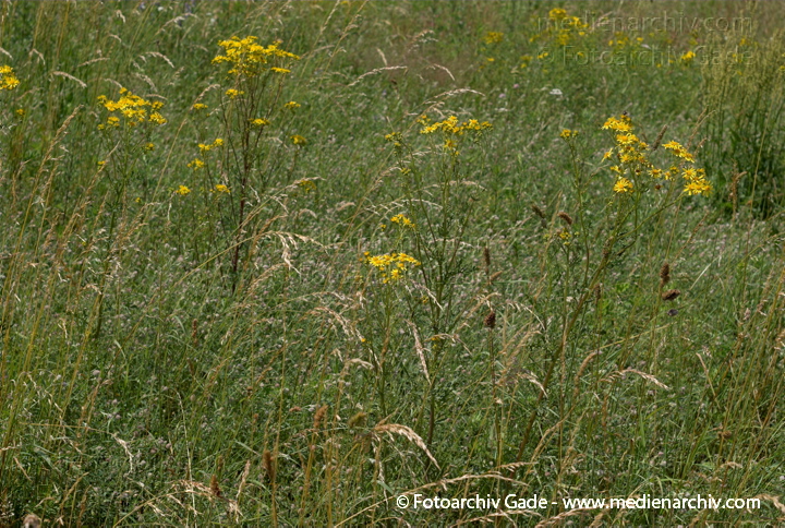 Greiskraut. Senecio spec.
26.  6. 2007. Mecklenburg-Vorpommern. Carwitz. Flora. Pflanzen. Blüten. Greiskraut (Senecio spec.).   Korbblütler (Asteraceae).
Schlüsselwörter: 2007;Blüte;Carwitz;Flora;Mecklenburg-Vorpommern;Natur;Pflanzen;plants
