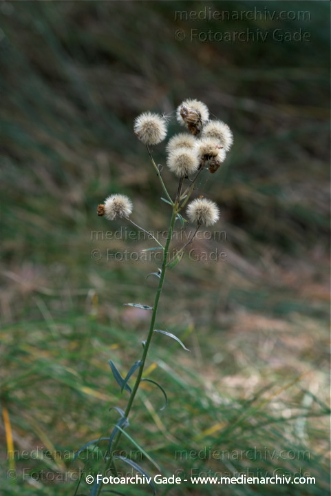 Greiskraut. Senecio.
26.  9. 2009. Mecklenburg-Vorpommern. Insel Rügen. Flora. Pflanzen. Greiskraut. Senecio.
Schlüsselwörter: 2009;Flora;Greiskraut;Insel Rügen;Mecklenburg-Vorpommern;Natur;Pflanzen;plants;Senecio.