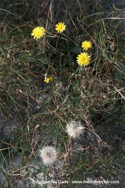 Greiskraut. Senecio.
26.  9. 2009. Mecklenburg-Vorpommern. Insel Rügen. Flora. Pflanzen. Greiskraut. Senecio.
Schlüsselwörter: 2009;Flora;Greiskraut;Insel Rügen;Mecklenburg-Vorpommern;Natur;Pflanzen;plants;Senecio.
