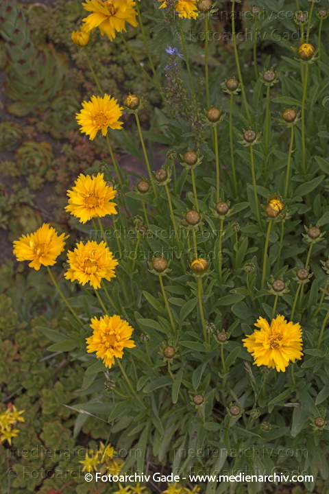 Blume. Großblumiges Mädchenauge. Coreopsis grandiflaora.
21.  Juni 2005. Mecklenburg-Vorpommern. Carwitz. Flora Pflanzen. Blume. Großblumiges Mädchenauge (Coreopsis grandiflaora).
Schlüsselwörter: 2005;Blumen;Blüte;Coreopsis grandiflaora;Flora;Großblumiges Mädchenauge;Mädchenauge;Natur;Pflanzen;plants