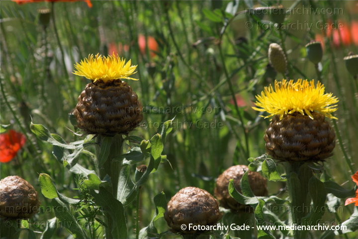 Großköpfige Flockenblume (Centaurea macrocephala)
27.  6. 2010. Mecklenburg-Vorpommern. Carwitz. Flora. Pflanzen. Großköpfige Flockenblume (Centaurea macrocephala)
Schlüsselwörter: 2010;Carwitz;Distel;Feldberger Seenlandschaft;Flora;Großköpfige Flockenblume Centaurea macrocephala;Mecklenburg-Vorpommern;Pflanzen;plants