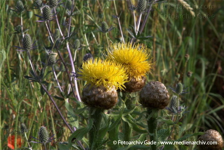 Großköpfige Flockenblume (Centaurea macrocephala)
27.  6. 2010. Mecklenburg-Vorpommern. Carwitz. Flora. Pflanzen. Großköpfige Flockenblume (Centaurea macrocephala)
Schlüsselwörter: 2010;Carwitz;Distel;Feldberger Seenlandschaft;Flora;Großköpfige Flockenblume Centaurea macrocephala;Mecklenburg-Vorpommern;Pflanzen;plants