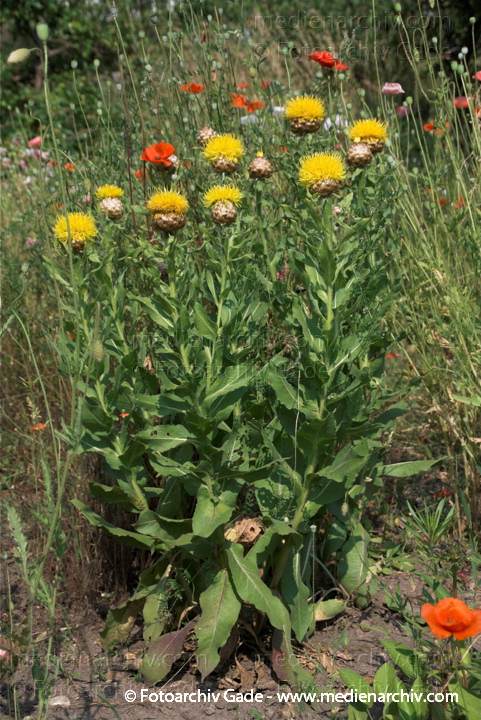 Großköpfige Flockenblume. Centaurea macrocephals
2.  7. 2010. Mecklenburg-Vorpommern. Carwitz. Flora. Pflanzen. Großköpfige Flockenblume (Centaurea macrocephala) auch Riesen-Flockenblume oder Gelbe Flockenblume.  Korbblütler (Asteraceae)
Schlüsselwörter: 2010;Carwitz;Centaurea macrocephala;Flora;Gelbe Flockenblume;Großköpfige Flockenblume;Mecklenburg-Vorpommern;Natur;Pflanzen;plants
