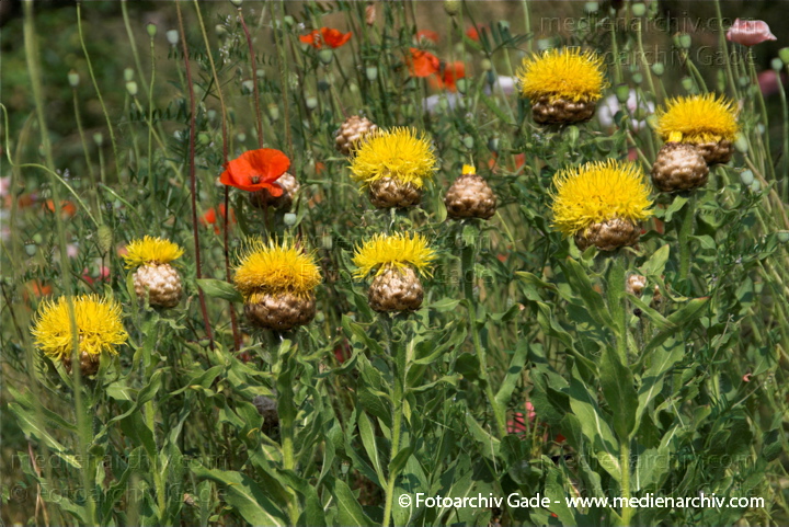 Großköpfige Flockenblume. Centaurea macrocephals
2.  7. 2010. Mecklenburg-Vorpommern. Carwitz. Flora. Pflanzen. Großköpfige Flockenblume (Centaurea macrocephala) auch Riesen-Flockenblume oder Gelbe Flockenblume.  Korbblütler (Asteraceae)
Schlüsselwörter: 2010;Carwitz;Centaurea macrocephala;Flora;Gelbe Flockenblume;Großköpfige Flockenblume;Mecklenburg-Vorpommern;Natur;Pflanzen;plants