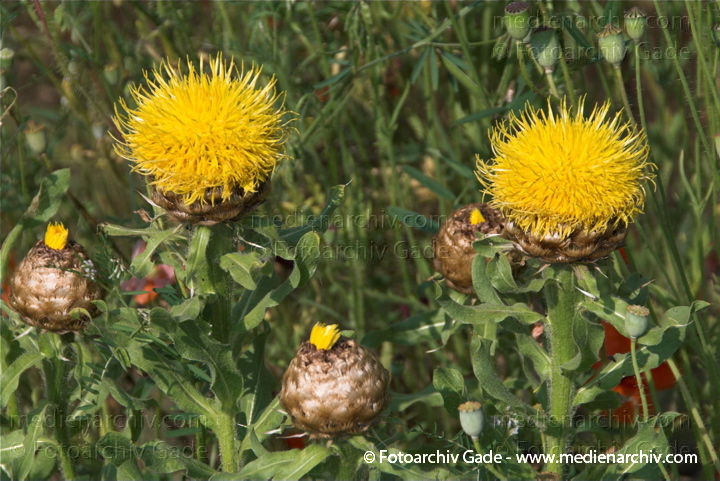 Großköpfige Flockenblume. Centaurea macrocephals
2.  7. 2010. Mecklenburg-Vorpommern. Carwitz. Flora. Pflanzen. Großköpfige Flockenblume (Centaurea macrocephala) auch Riesen-Flockenblume oder Gelbe Flockenblume.  Korbblütler (Asteraceae)
Schlüsselwörter: 2010;Carwitz;Centaurea macrocephala;Flora;Gelbe Flockenblume;Großköpfige Flockenblume;Mecklenburg-Vorpommern;Natur;Pflanzen;plants