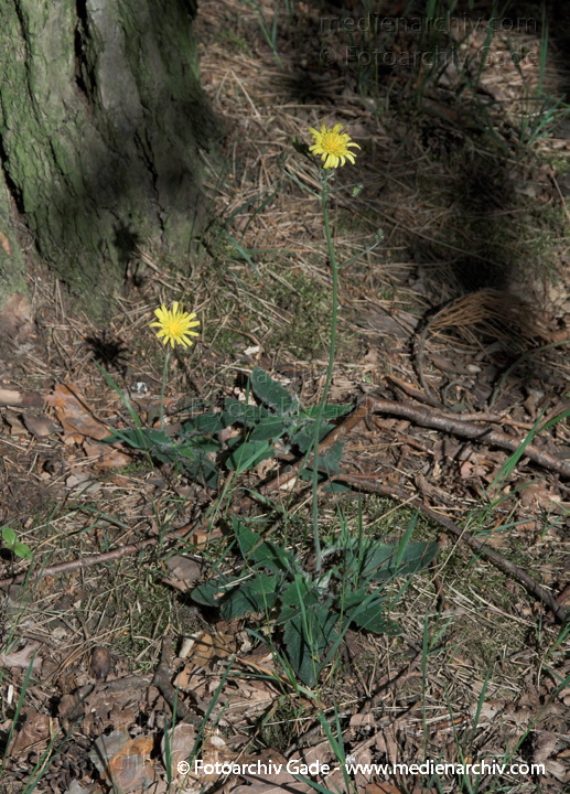 Habichtskräuter (Hieracium)
2009.  Berlin. Tegel. Flora. Pflanzen. Habichtskräuter (Hieracium)
Schlüsselwörter: 2009;Berlin;Flora;Habichtskräuter;Hieracium;Natur;Pflanzen;plants;Tegel