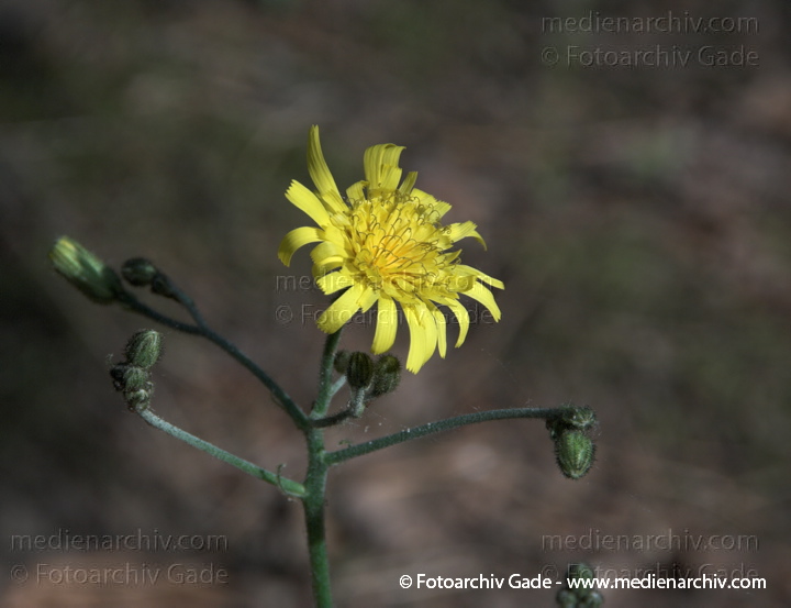 Habichtskräuter (Hieracium)
2009.  Berlin. Tegel. Flora. Pflanzen. Habichtskräuter (Hieracium)
Schlüsselwörter: 2009;Berlin;Flora;Habichtskräuter;Hieracium;Natur;Pflanzen;plants;Tegel