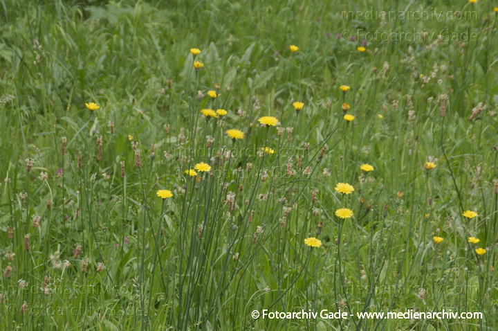 Zottiges Habichtskraut (Hieracium villosum)
17. 6. 2014. Brandenburg. Flora. Pflanzen. Zottiges Habichtskraut (Hieracium villosum) gelbe Blüten
Schlüsselwörter: 2014;Blüte;Brandenburg;Flora;gelb;Hieracium villosum;Pflanzen;Zottiges Habichtskraut