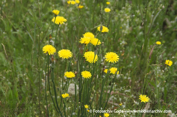 Zottiges Habichtskraut (Hieracium villosum)
17. 6. 2014. Brandenburg. Flora. Pflanzen. Zottiges Habichtskraut (Hieracium villosum) gelbe Blüten
Schlüsselwörter: 2014;Blüte;Brandenburg;Flora;gelb;Hieracium villosum;Pflanzen;Zottiges Habichtskraut