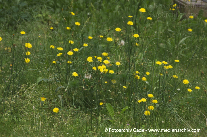 Zottiges Habichtskraut (Hieracium villosum)
17. 6. 2014. Brandenburg. Flora. Pflanzen. Zottiges Habichtskraut (Hieracium villosum) gelbe Blüten
Schlüsselwörter: 2014;Blüte;Brandenburg;Flora;gelb;Hieracium villosum;Pflanzen;Zottiges Habichtskraut