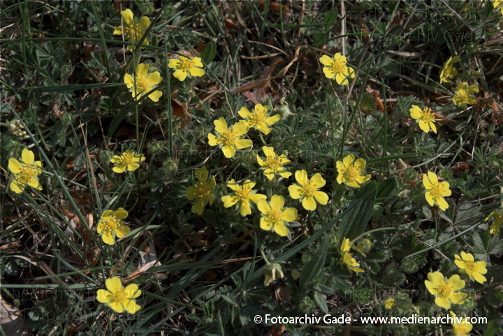 Hahnenfuß (Ranunculus)
26.  4. 2009. Brandenburg. Potsdam-Babelsberg. Flora. Pflanzen. Blüten. Hahnenfuß (Ranunculus)
Schlüsselwörter: 2009;Blüte;Brandenburg;Flora;Hahnenfuß;Natur;Pflanzen;plants;Ranunculus
