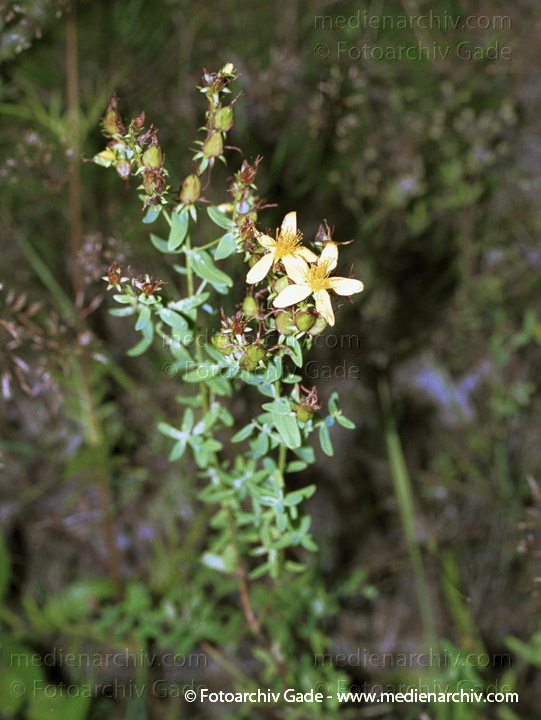 Hartheu. Hypericum spec.
August 2001.   Flora. Pflanzen.  Hartheu (Hypericum spec.).   Hartheugewächse (Hyperiaceae).
Schlüsselwörter: 2001;Flora;Hartheu;Pflanzen;plants
