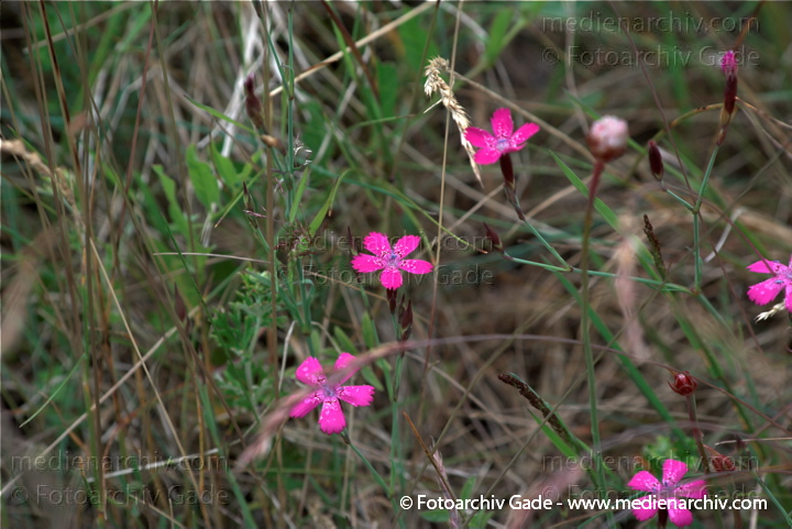 Hullerbusch Heide-Nelke. Dianthus deltoides
9.  6. 2009. Mecklenburg-Vorpommern. Carwitz. Hullerbusch. Flora Pflanzen. Blüten. Heide-Nelke. Dianthus deltoides
Schlüsselwörter: 2009;Blüte;Carwitz;Flora;Mecklenburg-Vorpommern;Natur;Pflanzen;plants