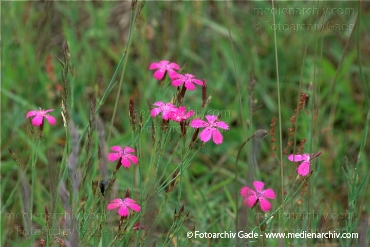 Hullerbusch Heide-Nelke. Dianthus deltoides
9.  6. 2009. Mecklenburg-Vorpommern. Carwitz. Hullerbusch. Flora Pflanzen. Blüten. Heide-Nelke. Dianthus deltoides
Schlüsselwörter: 2009;Blüte;Carwitz;Flora;Mecklenburg-Vorpommern;Natur;Pflanzen;plants