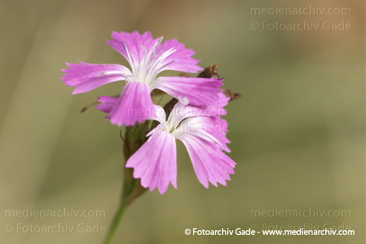 Heide-Nelke (Dianthus deltoides)
17.  7. 2010. Berlin. Rehberge. Flora. Pflanzen. Heide-Nelke (Dianthus deltoides) Heidenelke
Schlüsselwörter: 2010;Berlin;Dianthus deltoides;Flora;Heide-Nelke;Heidenelke;Natur;Pflanzen;plants;Rehberge;Wedding