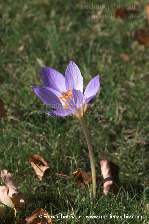 Herbst-Zeitlose oder Herbstzeitlose. Colchicum autumnale
10.  10. 2010. Berlin. Flora Pflanzen. Herbst-Zeitlose oder Herbstzeitlose (Colchicum autumnale)    Zeitlosengewächse (Colchicaceae)
Schlüsselwörter: 2010;Berlin;Colchicaceae;Colchicum autumnal;Flora;Herbstzeitlose;Natur;Pflanzen;plants