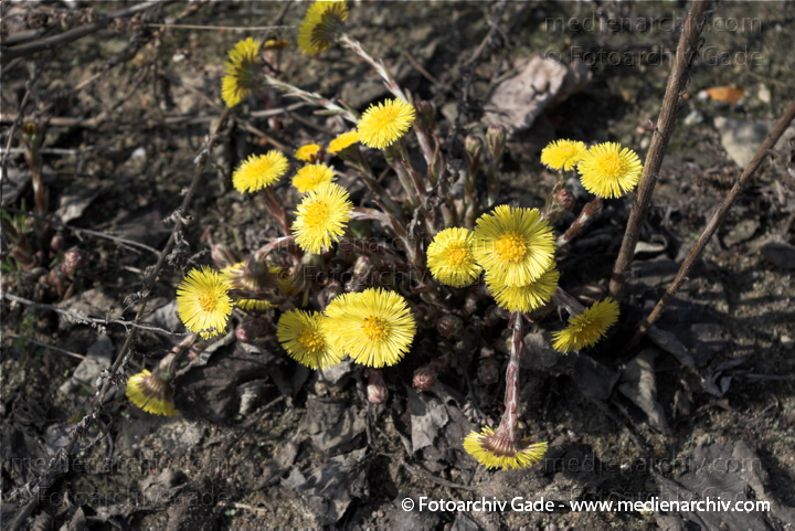 Huflattich. Tussilago farfara. Korbblütler. Asteraceae
29.  3. 2009. Berlin. Tiergarten. Frühling. Flora Pflanzen. Gelbe Blüten. Huflattich. (Tussilago farfara) Korbblütler (Asteraceae) auf einem Ödland an der Heidestr. Ecke Minna-Cauer-Str. nahe Hauptbahnhof.
Schlüsselwörter: 2009;Berlin;Blüte;Flora;Frühling;Huflattich;Natur;Pflanzen;plants;Tussilago farfara