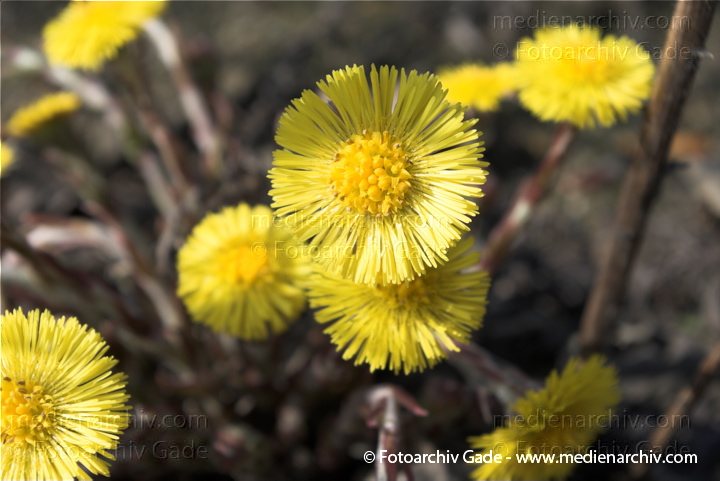 Huflattich. Tussilago farfara. Korbblütler. Asteraceae
29.  3. 2009. Berlin. Tiergarten. Frühling. Flora Pflanzen. Gelbe Blüten. Huflattich. (Tussilago farfara) Korbblütler (Asteraceae) auf einem Ödland an der Heidestr. Ecke Minna-Cauer-Str. nahe Hauptbahnhof.
Schlüsselwörter: 2009;Berlin;Blüte;Flora;Frühling;Huflattich;Natur;Pflanzen;plants;Tussilago farfara
