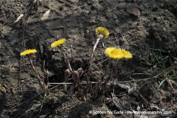 Huflattich. Tussilago farfara. Korbblütler. Asteraceae
29.  3. 2009. Berlin. Tiergarten. Frühling. Flora Pflanzen. Gelbe Blüten. Huflattich. (Tussilago farfara) Korbblütler (Asteraceae) auf einem Ödland an der Heidestr. Ecke Minna-Cauer-Str. nahe Hauptbahnhof.
Schlüsselwörter: 2009;Berlin;Blüte;Flora;Frühling;Huflattich;Natur;Pflanzen;plants;Tussilago farfara