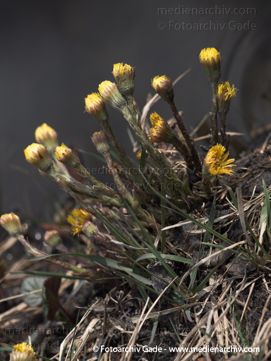 Huflattich (Tussilago farfara)
2011.  Berlin. Flora. Pflanzen. Huflattich (Tussilago farfara)
Schlüsselwörter: 2011;Berlin;Flora;Huflattich;Natur;Pflanzen;plants;Tussilago farfara