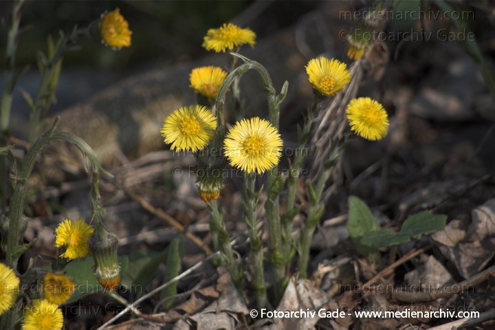 Huflattich (Tussilago farfara)
2011.  Berlin. Flora. Pflanzen. Huflattich (Tussilago farfara)
Schlüsselwörter: 2011;Berlin;Flora;Huflattich;Natur;Pflanzen;plants;Tussilago farfara