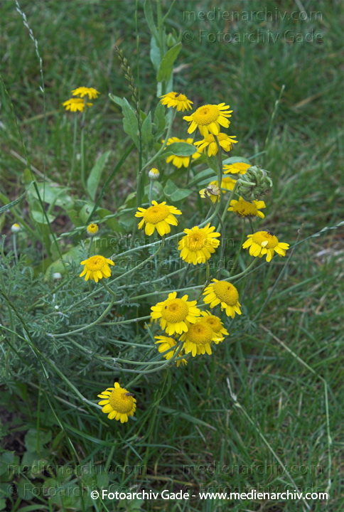 Färber-Hundskamille. Anthemis tinctoris
23.  6. 2007. Mecklenburg-Vorpommern. Carwitz. Flora. Pflanzen. Blüten. Färber-Hundskamille (Anthemis tinctoria).   Korbblütler (Asteraceae).
Schlüsselwörter: 2007;Anthemis tinctoria;Flora;Färber-Hundskamille;Natur;Pflanzen;plants